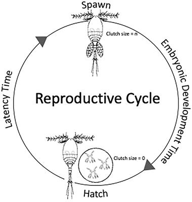 An Individual-Based Model to Quantify the Effect of Salinity on the Production of Apocyclops royi (Cyclopoida, Copepoda)